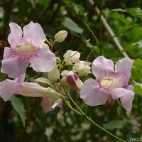 Podranea ricasoliana (Tanfani) Sprague